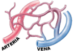 arterie e vene